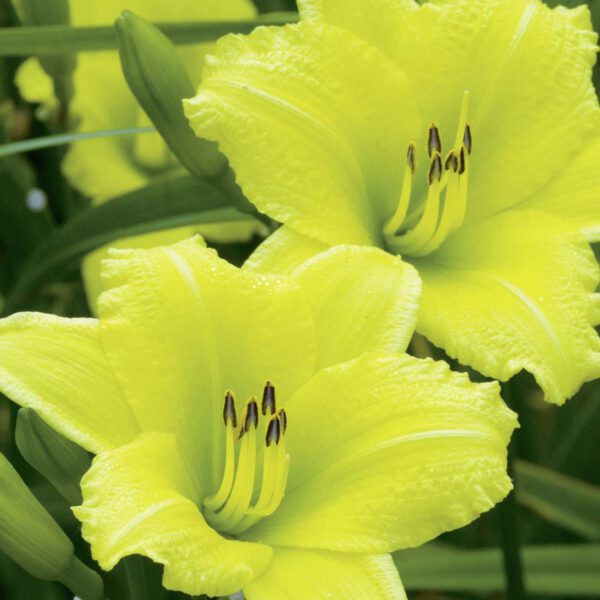 Kleinblumige Taglilie 'Green Flutter'