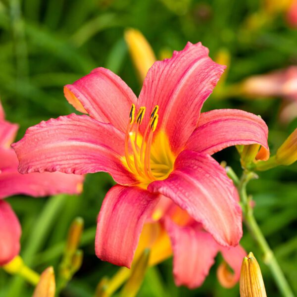 Taglilie 'Pink Damask'