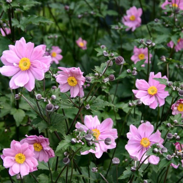 Herbst-Anemone 'Serenade'
