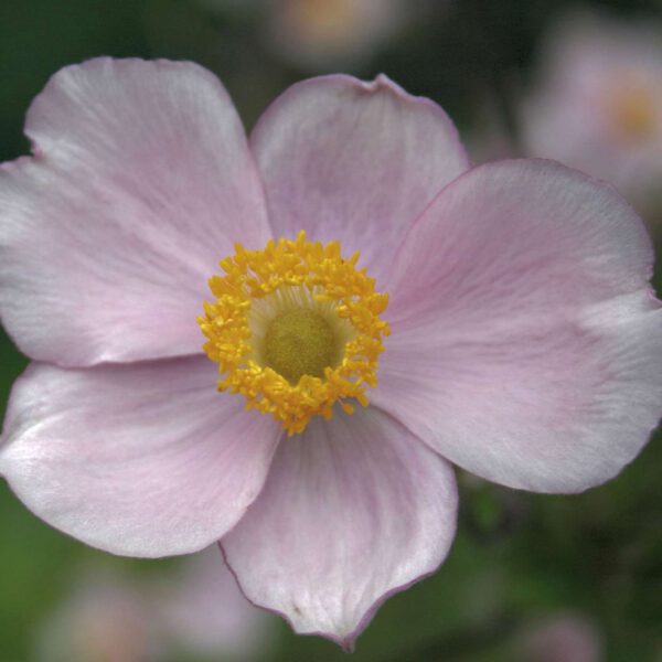 Herbst-Anemone 'Ouvertüre'