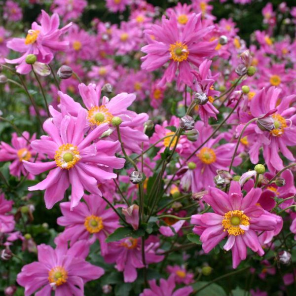 Herbst-Anemone Prinz Heinrich