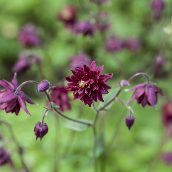 Gefüllte Akelei 'Black Barlow'