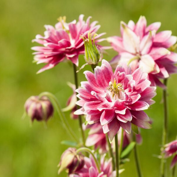 Gefüllte Akelei 'Nora Barlow'
