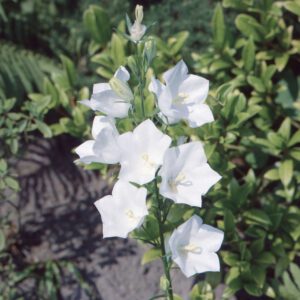Weiße Glockenblume 'Alba'
