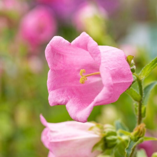 Marien-Glockenblume 'Rosa' - 3 Stück