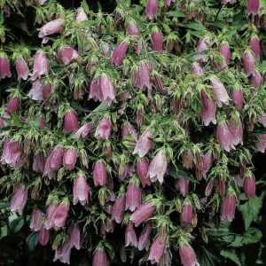 Großblumige Beet-Glockenblume
