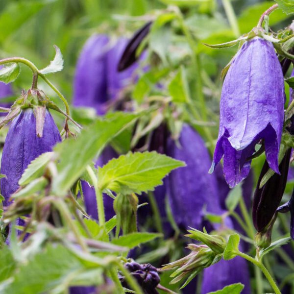 Großblütige Glockenblume 'Sarastro'