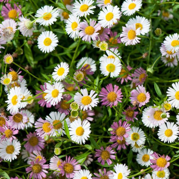 Spanisches Gänseblümchen