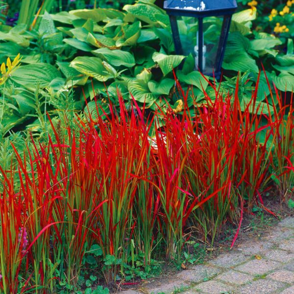 Alang-Gras 'Red Baron' - Japanisches Blutgras