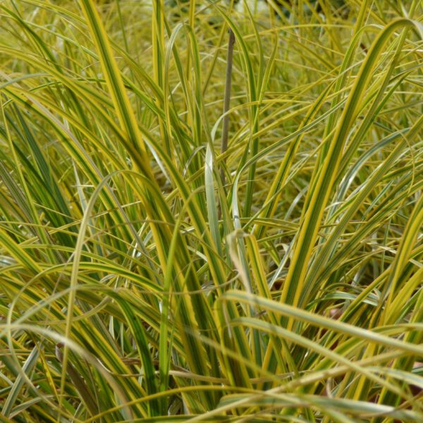 Bunte /Gold Segge 'Evergold' Staude des Jahres 2015