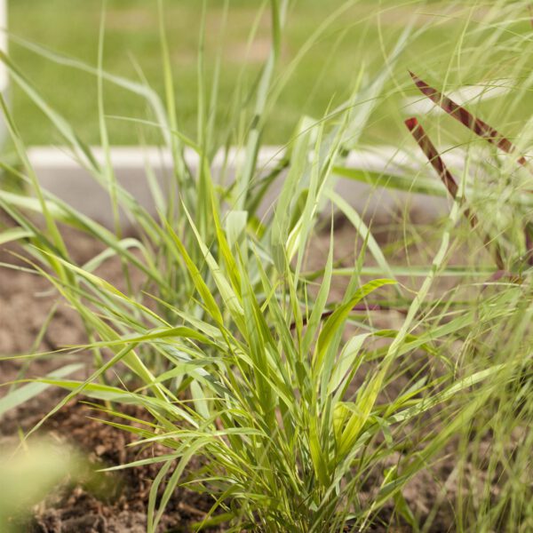 Japanisches Berg-Gras