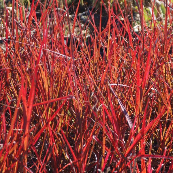 Gambagras 'Red October'