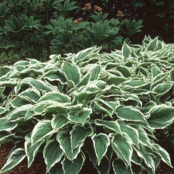 Funkie 'Albomarginata' (grün-weiß)