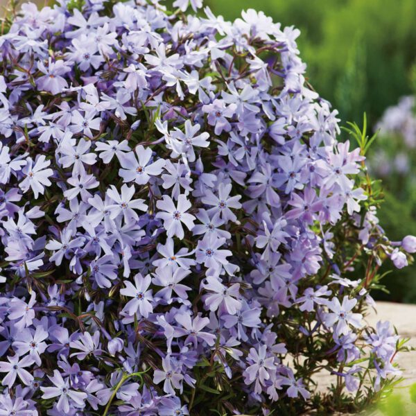 Polsterphlox 'Emerald Cushion Blue'