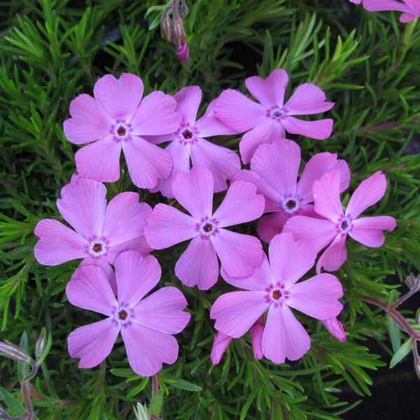 Polsterphlox 'McDaniel's Cushion'