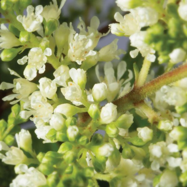Prachtspiere 'Astary® White'