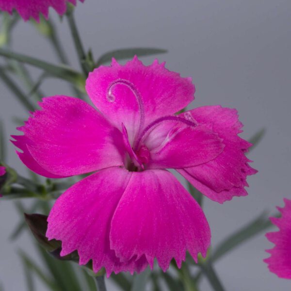 Feder-Nelke 'Dinetta Purple'