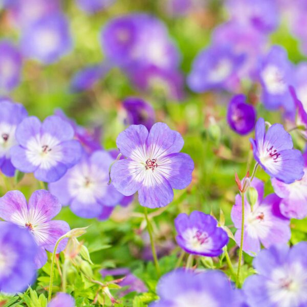 Storchschnabel 'Rozanne®'