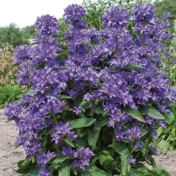 Knäulglockenblume 'Freya'