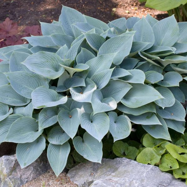 Duftlilien-Funkie 'Fragrant Blue'