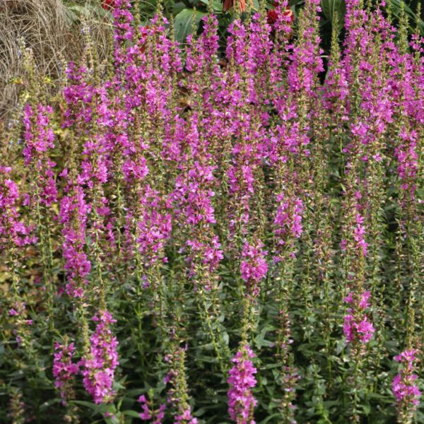Garten-Zwerg-Weiderich 'Little Robert'