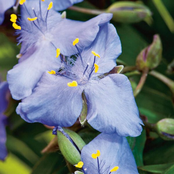 Dreimasterblume 'Good Luck'