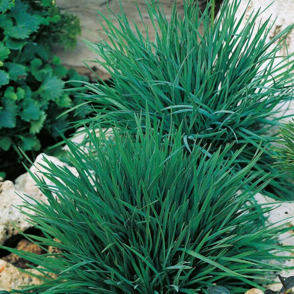 Blaues Schillergras 'Coolio'