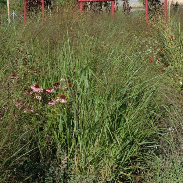 Garten-Ruten-Hirse 'Squaw'
