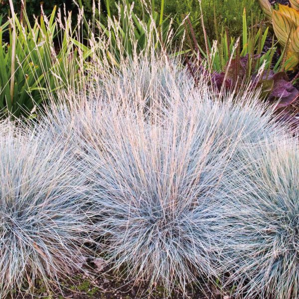 Blauschwingel 'Elijah Blue'