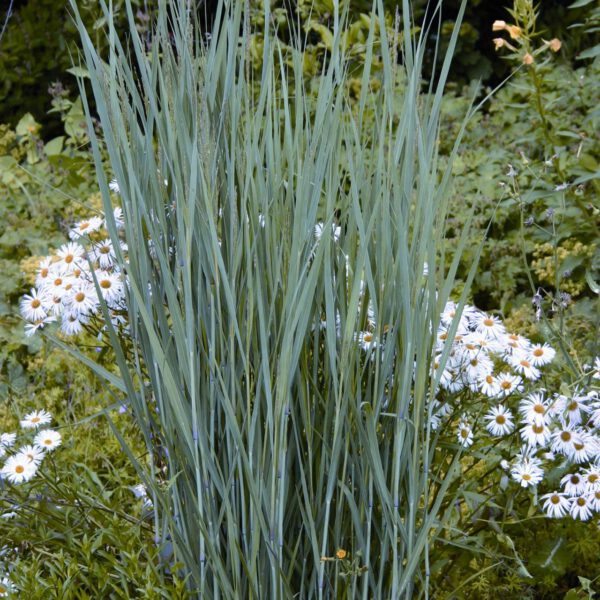 Garten-Ruten-Hirse 'Heavy Metal'