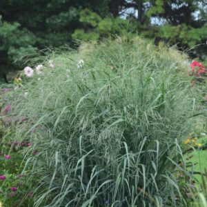 Ruten-Hirse 'Blue Fountain'