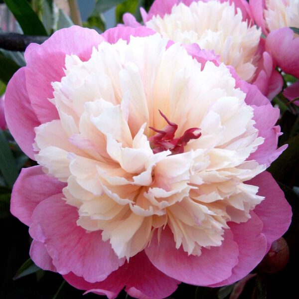 Pfingstrose 'Bowl of Beauty'