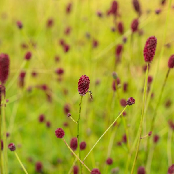 Purpur-Wiesenknopf 'Tanna'