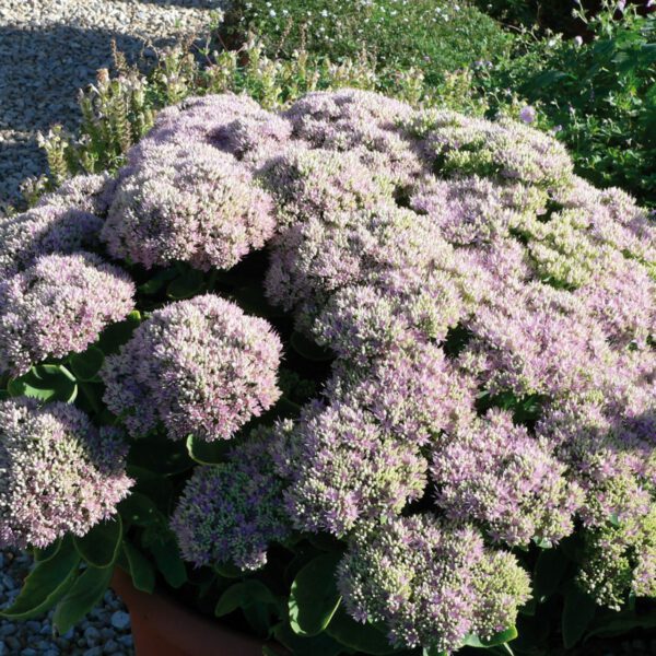 Garten-Fettblatt 'Brilliant'