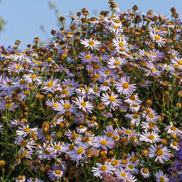 Schönaster 'Blue Star'