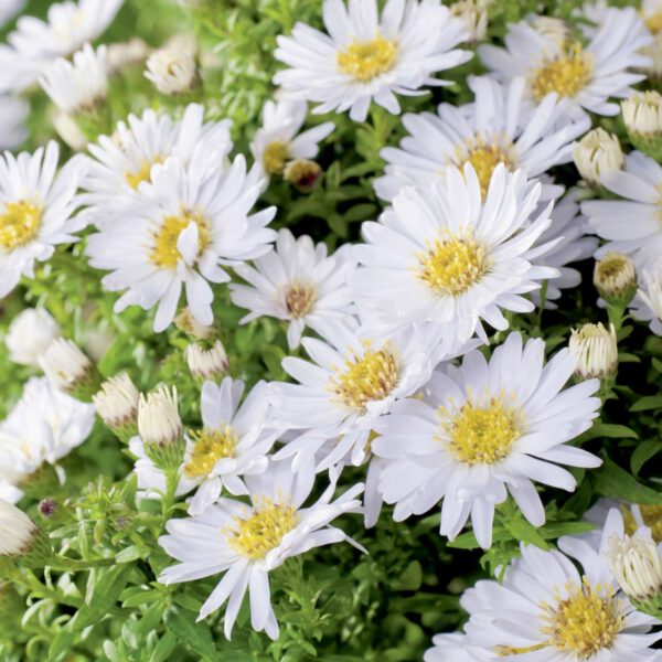 Kissen-Aster 'Schneekissen'