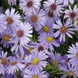 Kissen-Aster 'Zwergenhimmel'