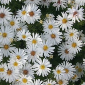 Kissen-Aster 'Niobe'