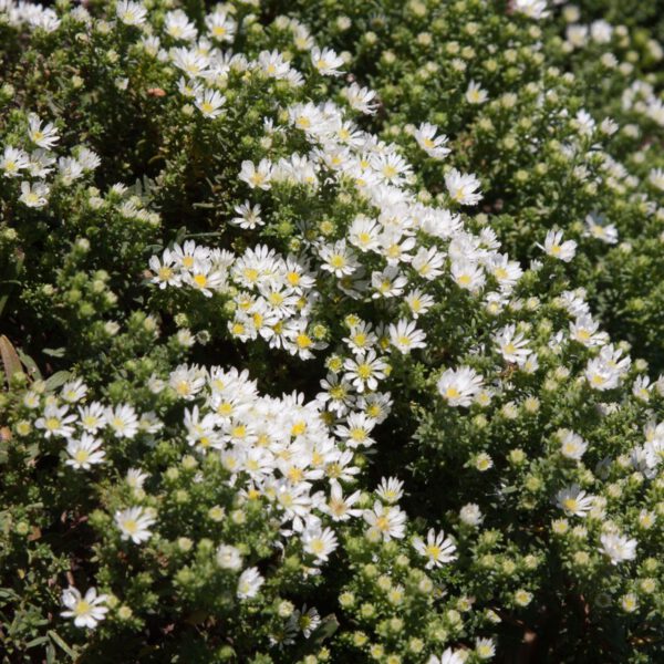 Teppich-Myrten-Aster 'Snowflurry'
