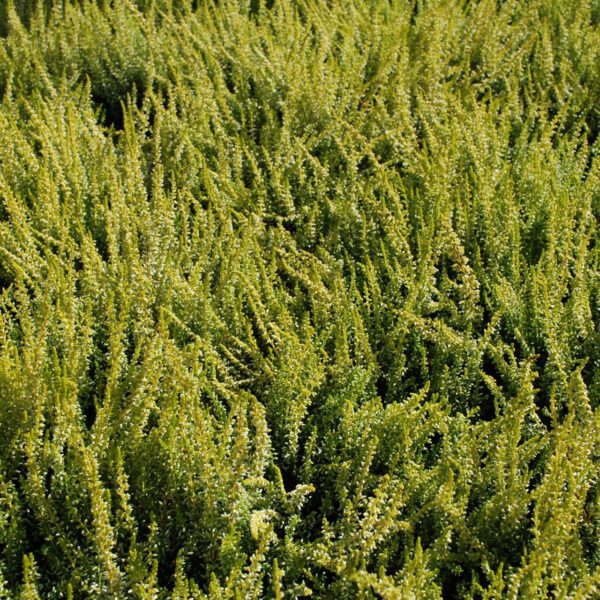 Winterharte Knospenheide 'Sandy' (Garden Girls®)