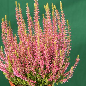 Winterharte Knospenheide 'Rosita' (Garden Girls®)