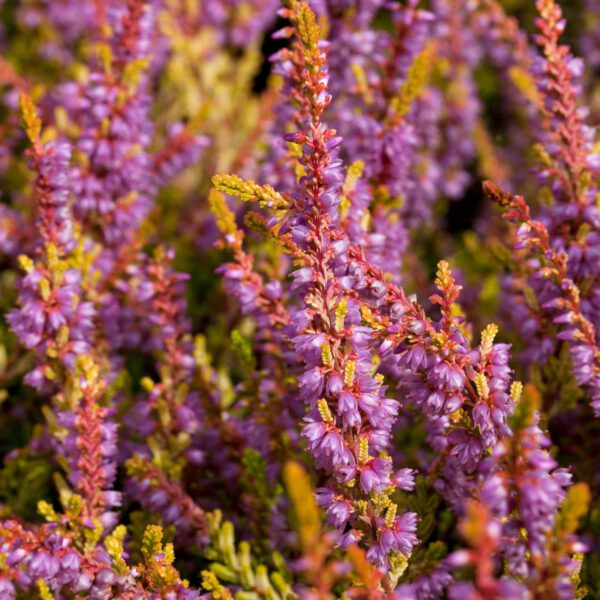 Sommerheide 'Boskoop'