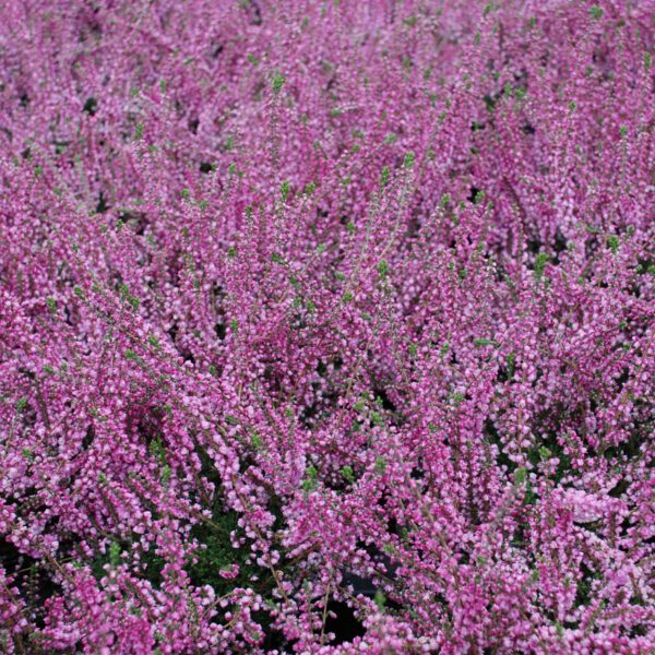 Sommerheide 'Annabel'