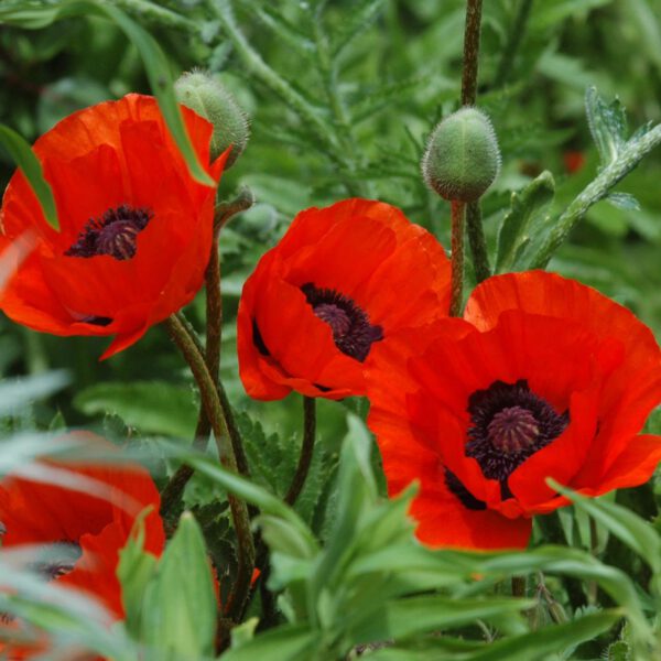 Türkischer Mohn 'Beauty of Livermere®'