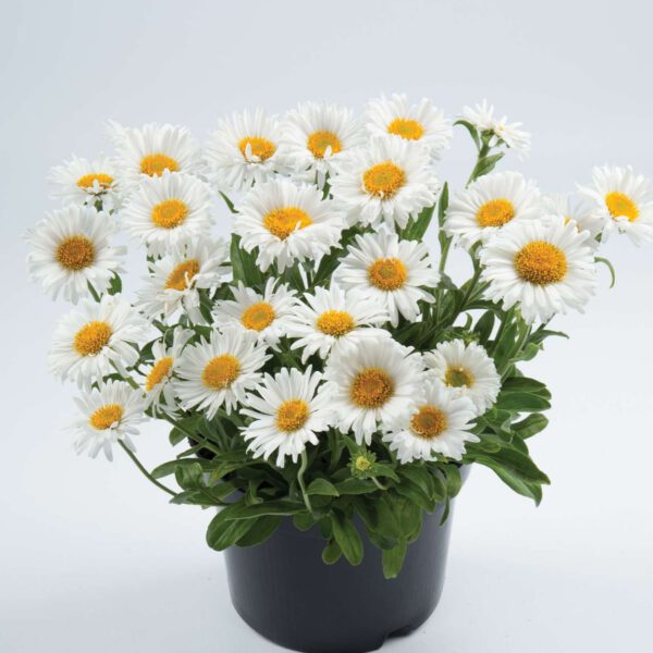Alpen-Aster 'Alba'