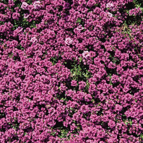 Rundblättriger Thymian 'Purpurteppich'