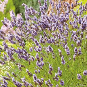 Essbarer - Lavendel 'Grosso'