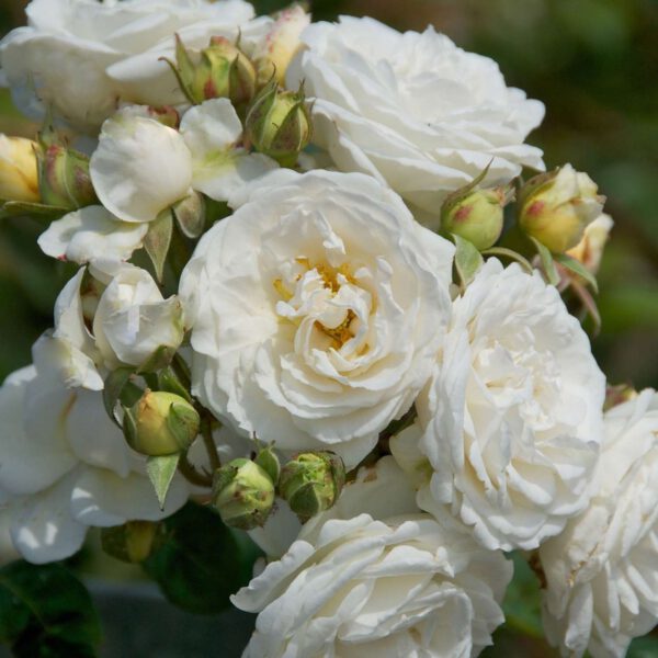 Kletterrose 'Perfume Dreams®'