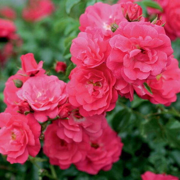 Bodendeckerrose 'Flower Carpet® Heidetraum®' ADR