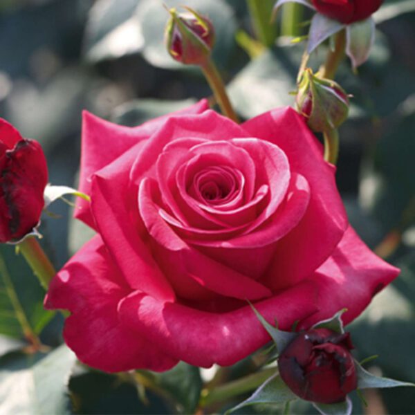 Edelrose 'Charisma' - ADR-Rose